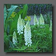 Lupinus polyphyllus (le jardin de la poterie Hillen) www.poterie.fr